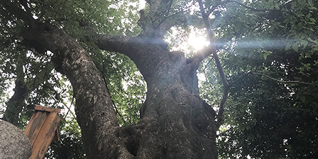 樹齢370年 椋の木