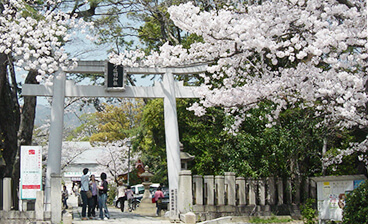 拝殿前の紅枝垂桜は必見